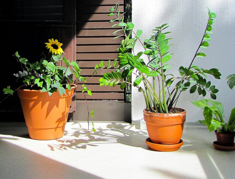 Balcony Plants