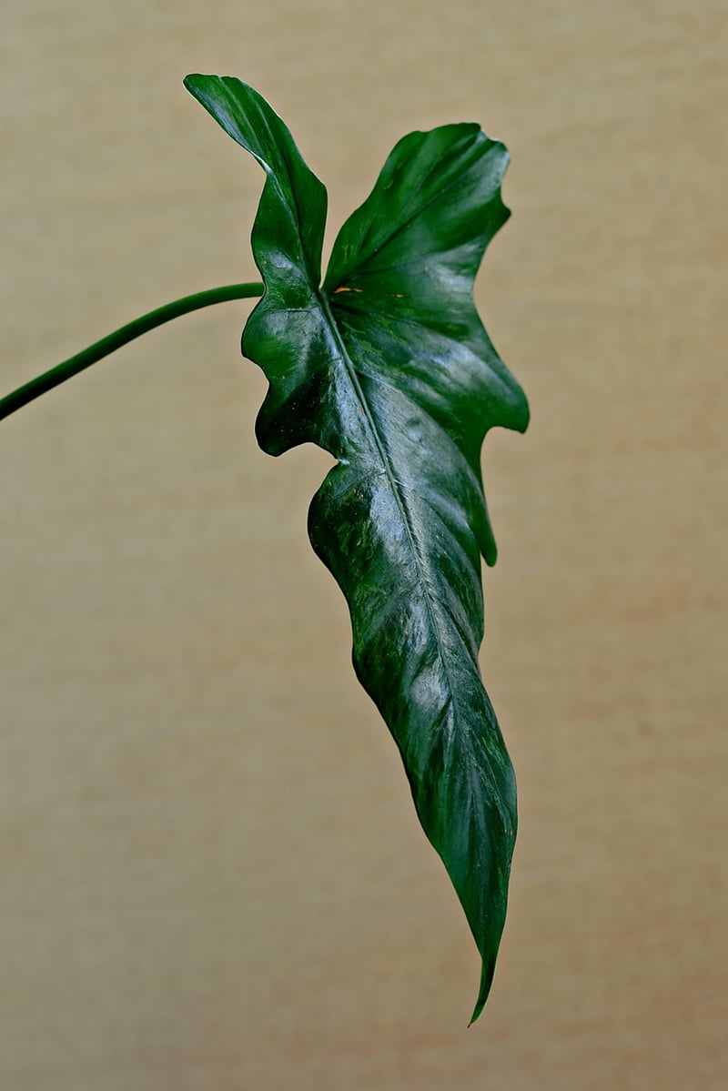Indoor Gardening
